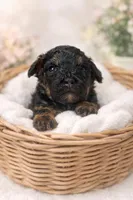 Phil, a male Poodle - Toy  for sale in Nevada City, CA – Photo 1 of 2