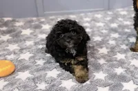 Phil, a male Poodle - Toy  for sale in Nevada City, CA – Photo 1 of 5