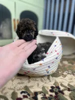 Punx, a male Poodle - Toy  for sale in Nevada City, CA – Photo 1 of 3