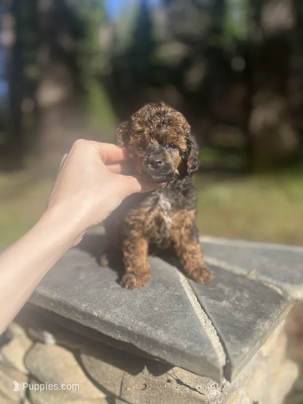Punx – Poodle - Toy  puppy for sale in Nevada City, CA