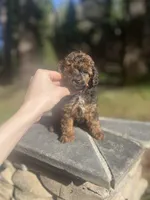 Punx, a male Poodle - Toy  for sale in Nevada City, CA – Photo 1 of 5