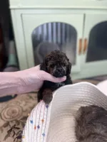 Punx, a male Poodle - Toy  for sale in Nevada City, CA – Photo 2 of 3