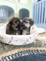 Punx, a male Poodle - Toy  for sale in Nevada City, CA – Photo 3 of 3