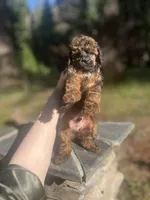 Punx, a male Poodle - Toy  for sale in Nevada City, CA – Photo 2 of 5