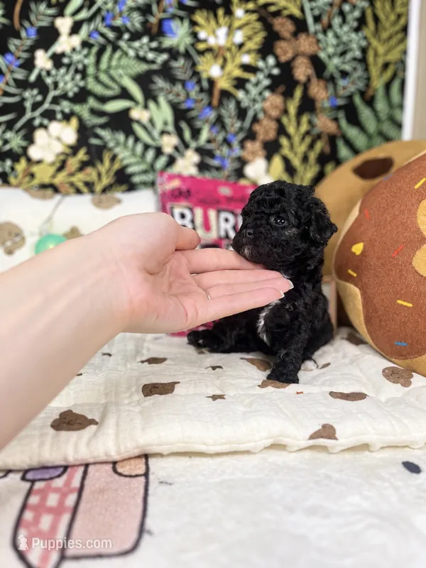 Frances – Poodle - Toy  puppy for sale in Nevada City, CA