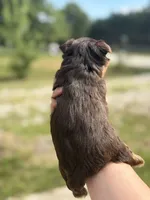 Boy 3, a male Yorkshire Terrier for sale in Clover, SC – 3 of 3
