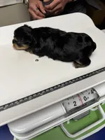 Boy 2, a male Yorkshire Terrier for sale in Clover, SC – 4 of 7