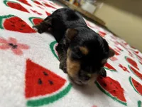 Boy 2, a male Yorkshire Terrier for sale in Clover, SC – 1 of 7