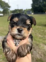 Boy 2, a male Yorkshire Terrier for sale in Clover, SC – 7 of 7