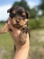 Boy 1, a male Yorkshire Terrier for sale in Clover, SC – 3 of 5