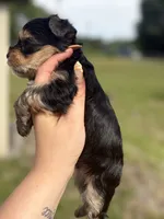 Boy 2, a male Yorkshire Terrier for sale in Clover, SC – 5 of 7