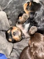 Boy 2, a male Yorkshire Terrier for sale in Clover, SC – 6 of 7