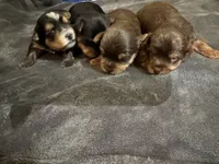 Boy 1, a male Yorkshire Terrier for sale in Clover, SC – 5 of 5
