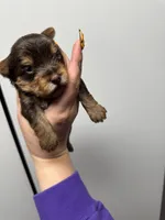 Boy 1, a male Yorkshire Terrier for sale in Clover, SC – 4 of 5