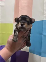 Boy 2, a male Yorkshire Terrier for sale in Clover, SC – 3 of 7