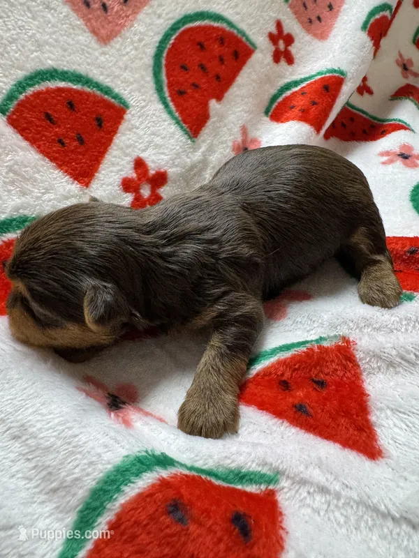 Boy 1 – Yorkshire Terrier puppy for sale in Clover, SC