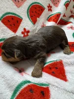 Boy 1, a male Yorkshire Terrier for sale in Clover, SC – 1 of 5