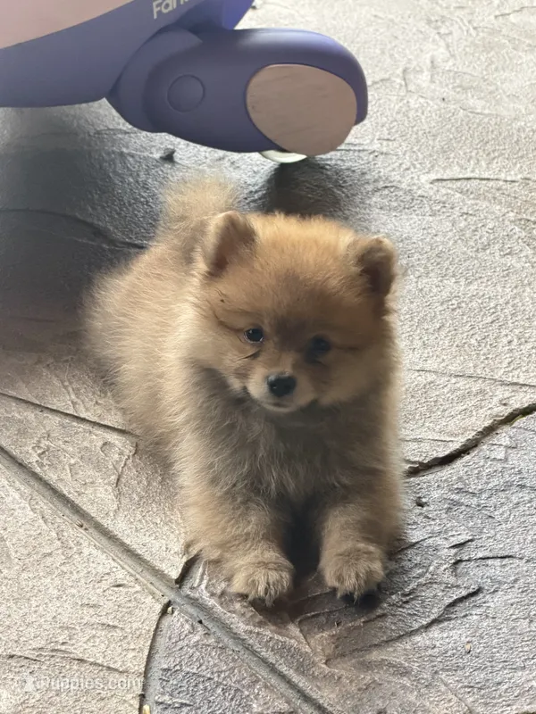 Sky  – Pomeranian puppy for sale in Ocoee, FL