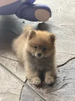 Sky , a female Pomeranian for sale in Ocoee, FL – 1 of 2