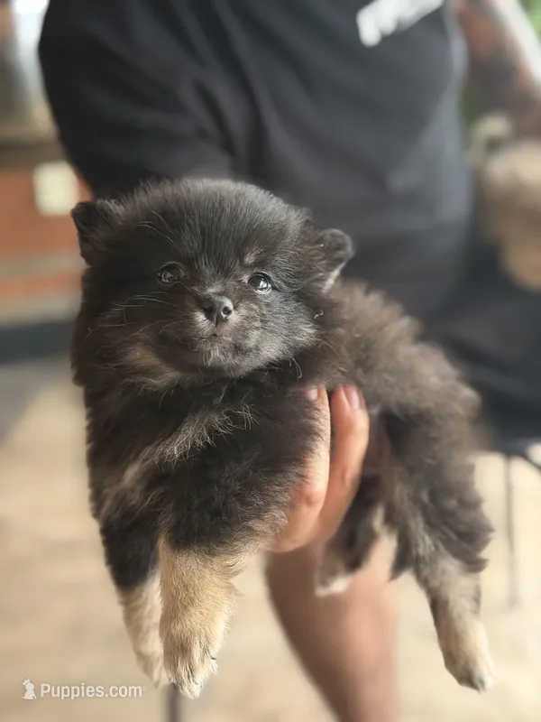 Channel  – Pomeranian puppy for sale in Ocoee, FL