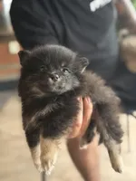 Channel , a female Pomeranian for sale in Ocoee, FL – 1 of 2