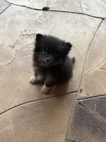 Channel , a female Pomeranian for sale in Ocoee, FL – 2 of 2