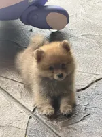 Sky , a female Pomeranian for sale in Ocoee, FL – 2 of 2