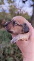 Amber, a male Miniature Dachshund for sale in Portland, OR – 7 of 10