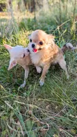 Elsa, a female Chihuahua for sale in Portland, OR – 10 of 10