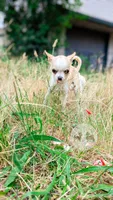 Pinkie Pie, a male Chihuahua for sale in Portland, OR – 5 of 10