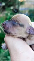 Amber, a male Miniature Dachshund for sale in Portland, OR – 8 of 10