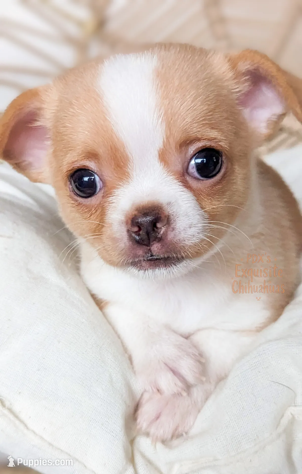 Tinkerbell, a female Chihuahua for sale in Portland, OR – Photo 2 of 4