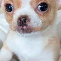 Tinkerbell, a female Chihuahua for sale in Portland, OR – Photo 3 of 4