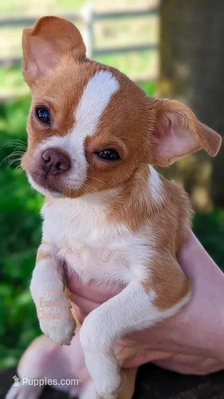 Tinkerbell – Chihuahua puppy for sale in Portland, OR