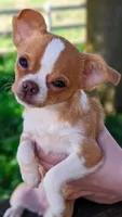 Tinkerbell, a female Chihuahua for sale in Portland, OR – 1 of 7