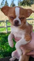 Tinkerbell, a female Chihuahua for sale in Portland, OR – 2 of 7