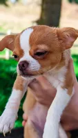 Tinkerbell, a female Chihuahua for sale in Portland, OR – 3 of 7