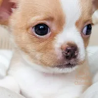 Tinkerbell, a female Chihuahua for sale in Portland, OR – Photo 4 of 4