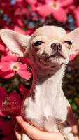 Elsa, a female Chihuahua for sale in Portland, OR – 7 of 7