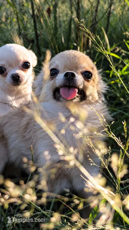 Smore – Chihuahua puppy for sale in Portland, OR