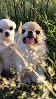 Smore, a male Chihuahua for sale in Portland, OR – 1 of 10