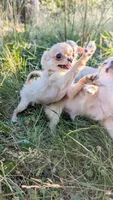 Elsa, a female Chihuahua for sale in Portland, OR – 8 of 10