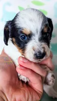 Max Jr, a male Miniature Dachshund for sale in Portland, OR – 1 of 10