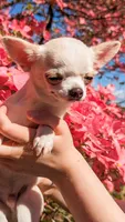 Pikachu, a male Chihuahua for sale in Portland, OR – 5 of 5
