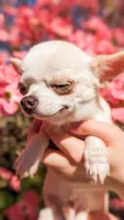 Pikachu, a male Chihuahua for sale in Portland, OR – 2 of 5