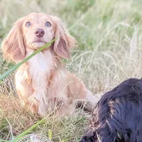Chestnut, a male Miniature Dachshund for sale in Portland, OR – 2 of 10