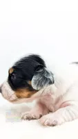Max Jr, a male Miniature Dachshund for sale in Portland, OR – 5 of 10