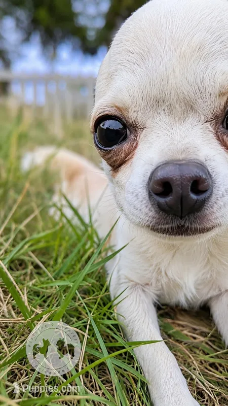 Pikachu – Chihuahua puppy for sale in Portland, OR