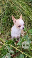 Pinkie Pie, a male Chihuahua for sale in Portland, OR – 4 of 10