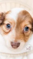 JoJo, a male Miniature Dachshund for sale in Portland, OR – 4 of 9